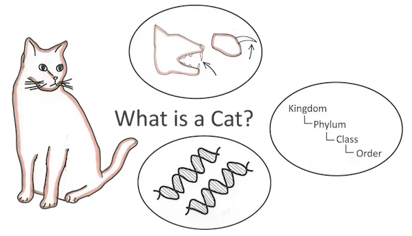 cat-analogy-20121004-170549.png.webp